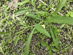 Physalis angustifolia
