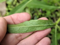 Physalis angustifolia