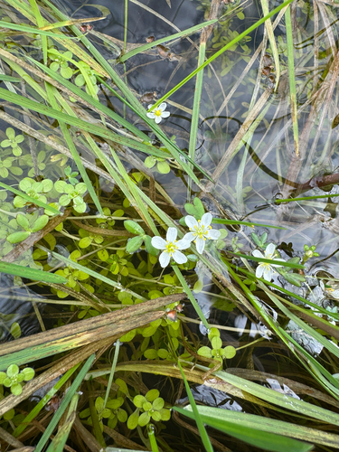 Lobb's aquatic buttercup (Ranunculus lobbii)