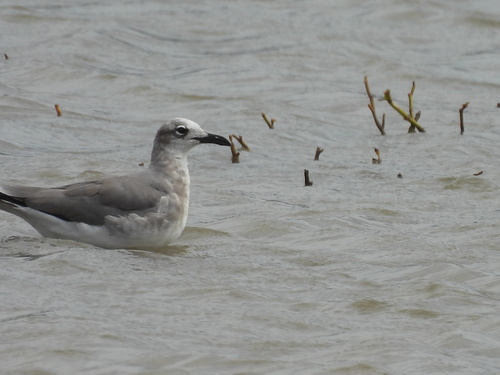 Laughing Gull observed by unusual_cat