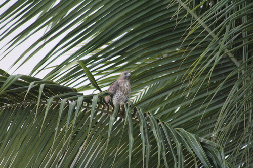 petite buse observed by virginiez