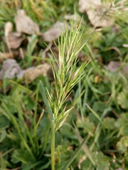 Poa bulbosa vivipara