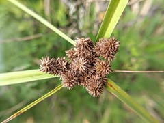 Cyperus ligularis