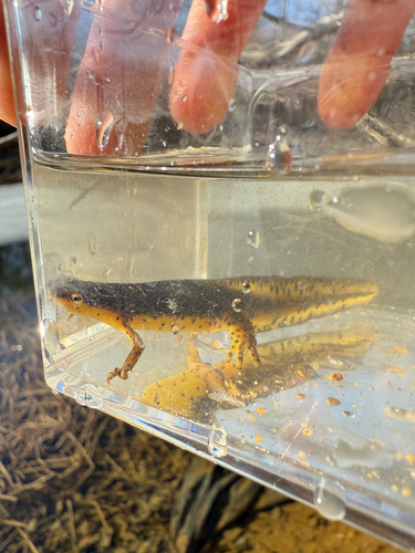 Eastern Newt observed by lepanthes05