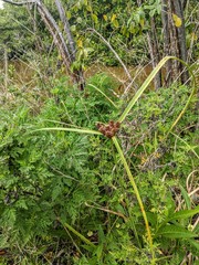 Cyperus ligularis
