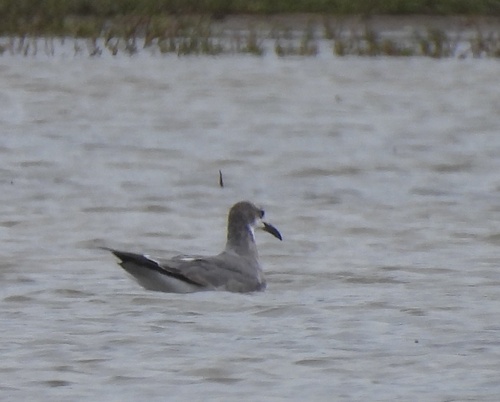 Laughing Gull observed by unusual_cat