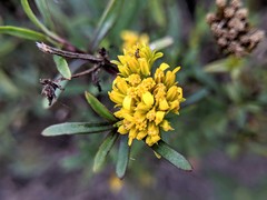 Flaveria floridana