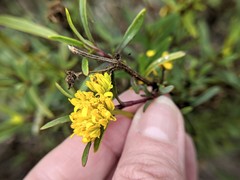 Flaveria floridana