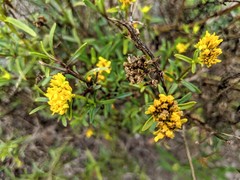 Flaveria floridana