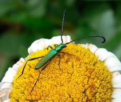 Hypocrites claviger claviger