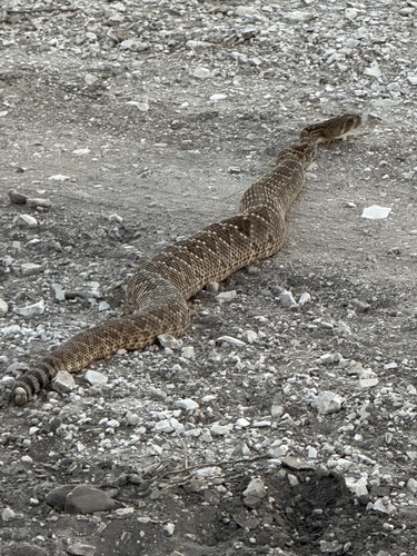 Western Diamond-backed Rattlesnake