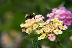 Anthophora pilifrons