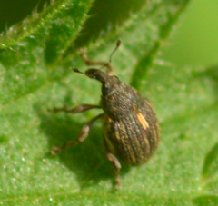 Rhinoncus leucostigma