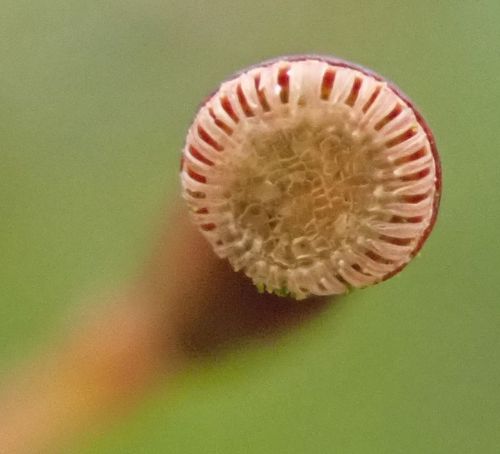 Vingialapė kemsa nuotrauka