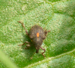 Rhinoncus leucostigma