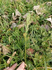 Poa bulbosa vivipara