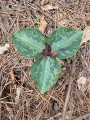 Trillium ludovicianum