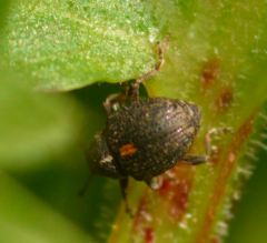 Rhinoncus leucostigma