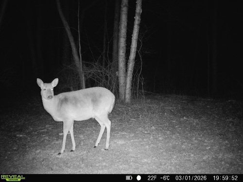 White-tailed Deer observed by nature-nook