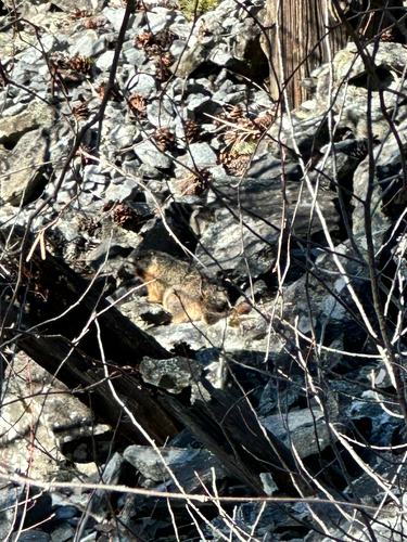 Yellow-bellied Marmot observed by ethandaman1
