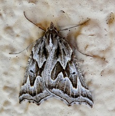 Plataea personaria