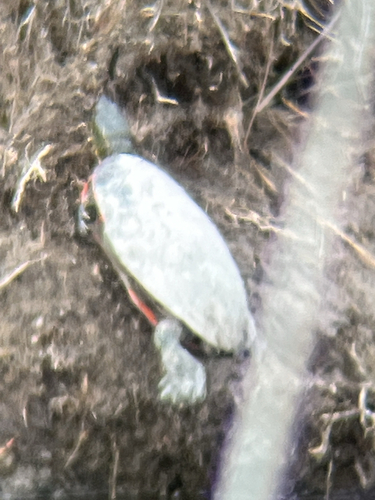 Painted Turtle observed by ethan1616