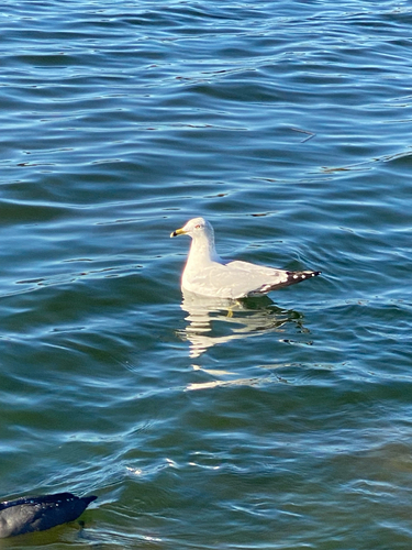 Ring-billed Gull observed by ashletta320