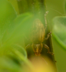 Sitona lineatus