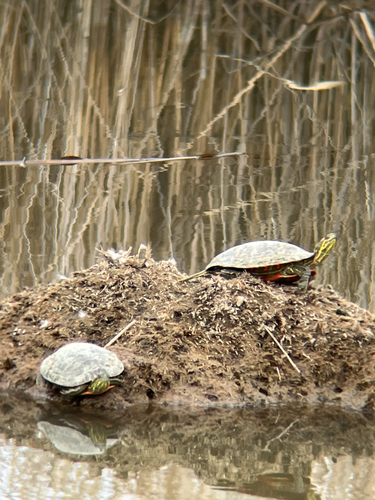 Western Painted Turtle observed by ethan1616