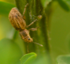 Sitona lineatus