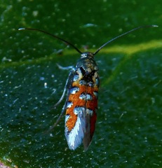 Neoheliodines vernius