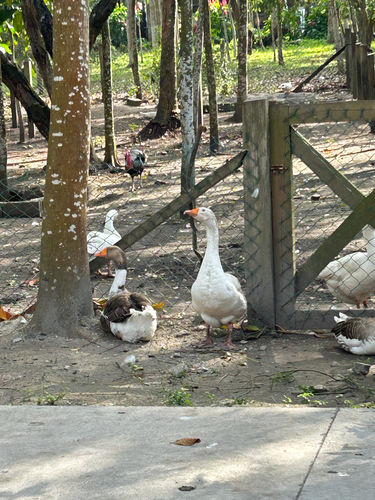 Ganso común observed by emelyrosalese