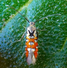 Neoheliodines vernius