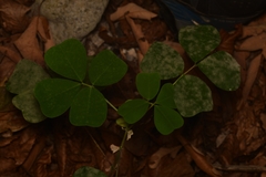 Amicia zygomeris
