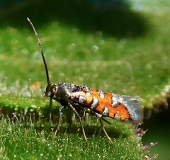 Neoheliodines vernius