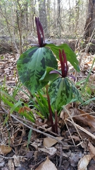 Trillium maculatum