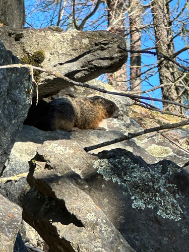 Yellow-bellied Marmot observed by ethandaman1