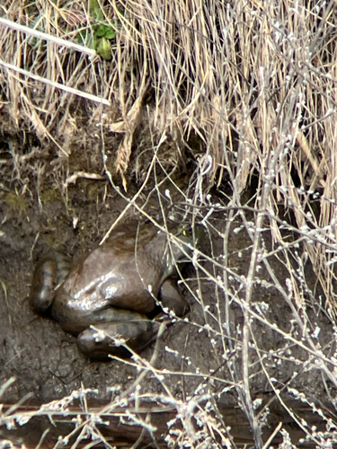 American Bullfrog observed by ethan1616