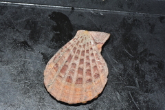 Chlamys