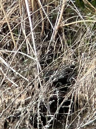American Bullfrog observed by ethan1616