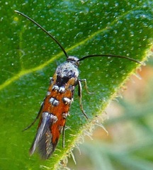 Neoheliodines vernius