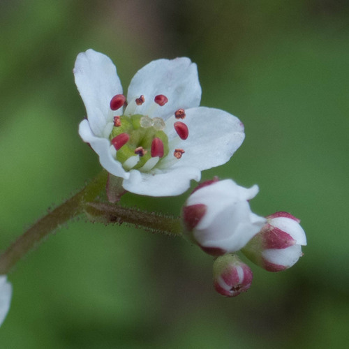 California Saxifrage