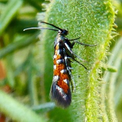 Neoheliodines vernius