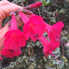 Cantua buxifolia
