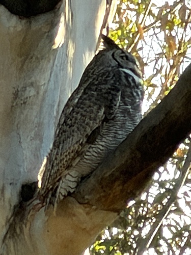 Great Horned Owl observed by deehimes