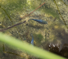 Cyprinodon nevadensis mionectes