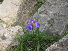 Hesperoxiphion herrerae