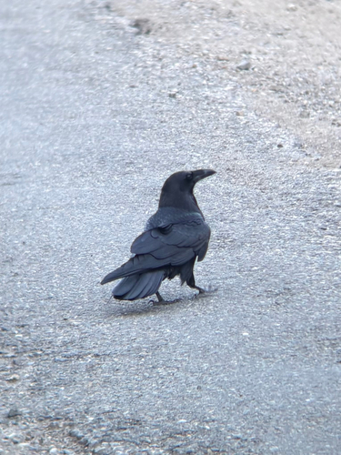 Common Raven observed by doodlenut