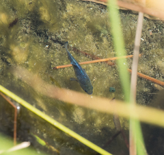 Cyprinodon nevadensis mionectes