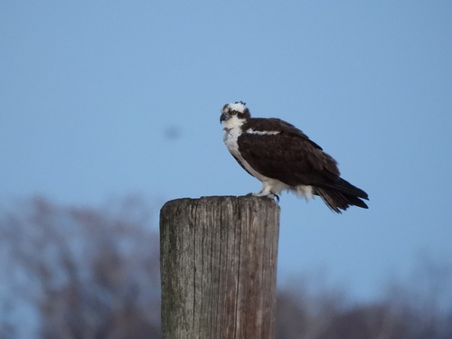 Osprey observed by ccscamila